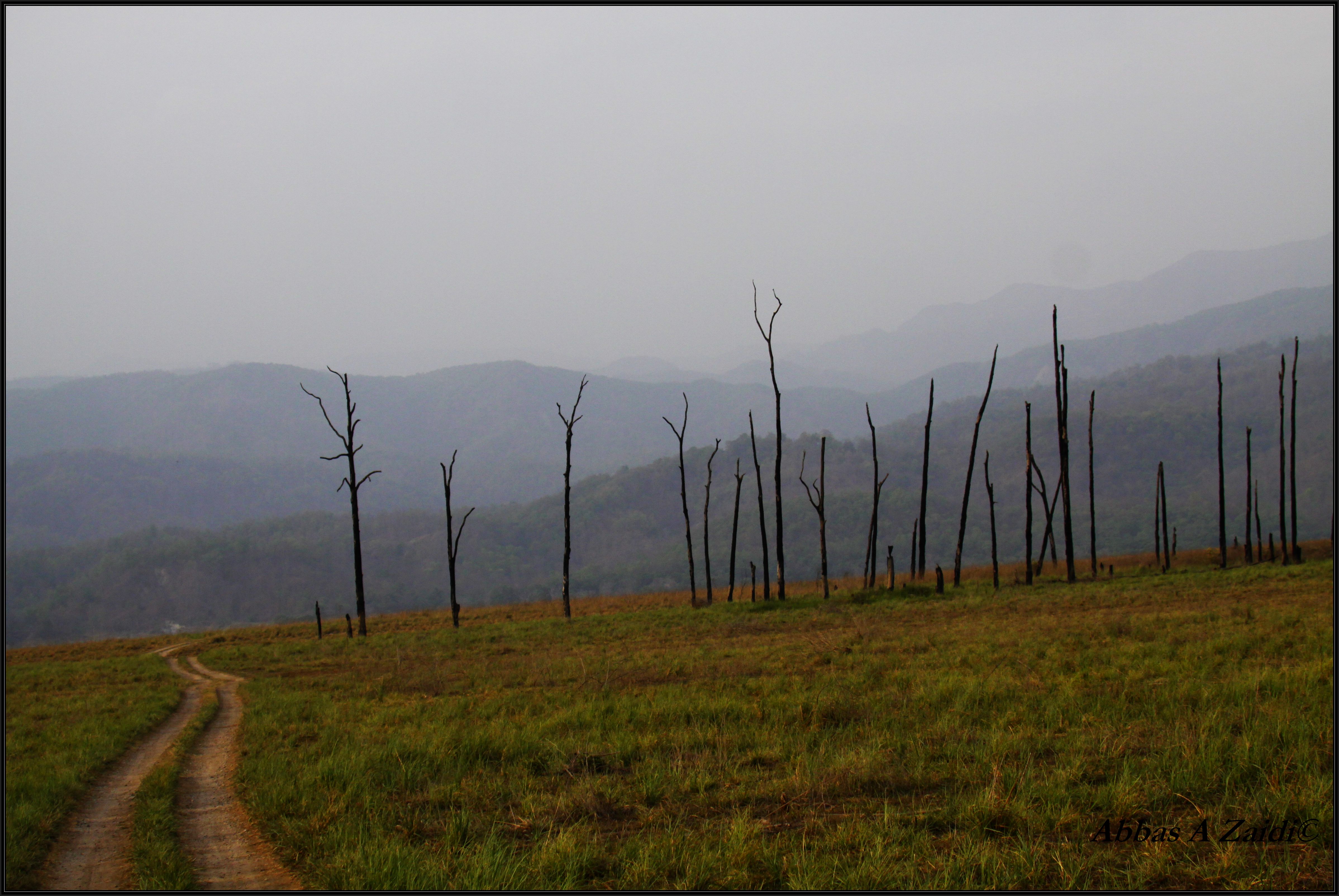 Dhikala Photography Tour