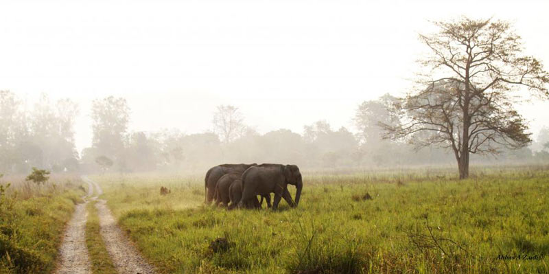 Elephant Safari Tour At Corbett National Park