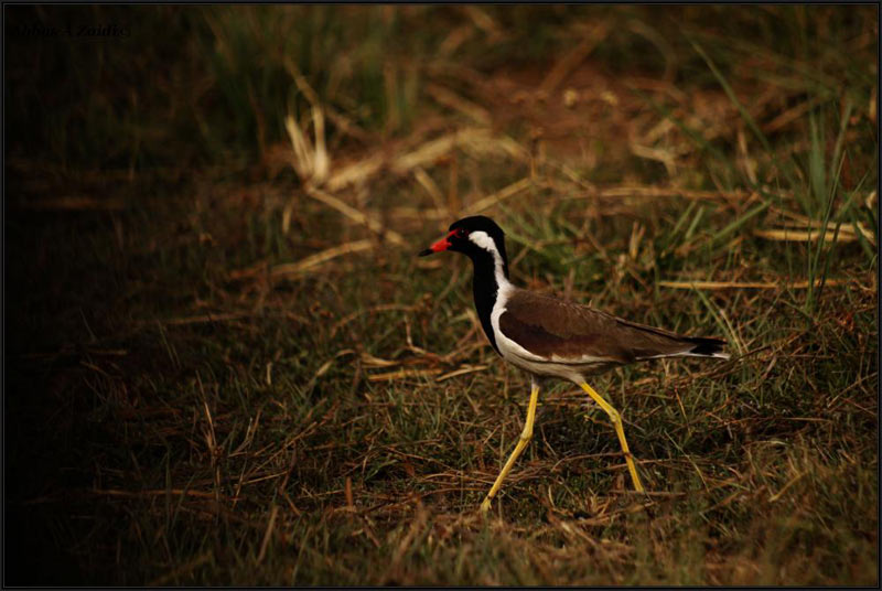 Delhi - Bharatpur - Corbett Birding Tour