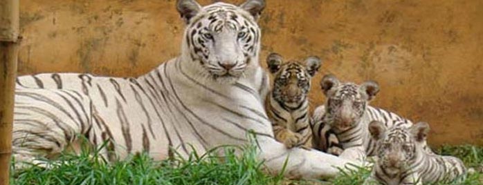 Colours of Odisha Tour