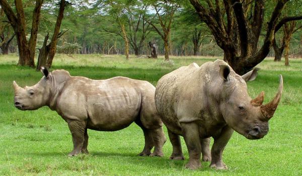 The Rhino Land (Kaziranga 2N - Guwahati 1N) Tour Package