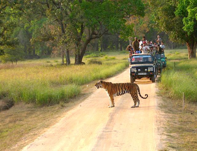 Wildlife Safari In India Central And South West Tour