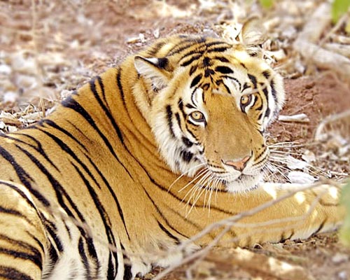 Tigers With Camel And Desertwildlife In South India Tour