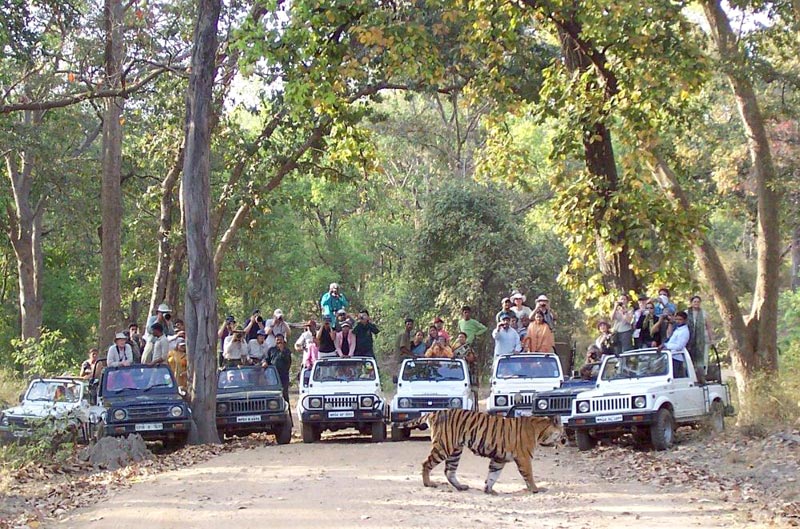 The Jungle Wildlife India Tour