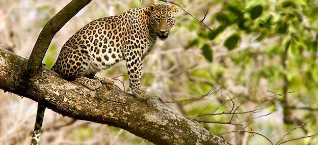 North East India Wildlife Tour Package