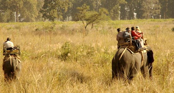 Wildlife Safari Tour In India