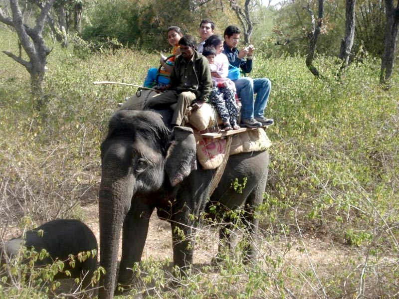 Elephant Safari Tour Package