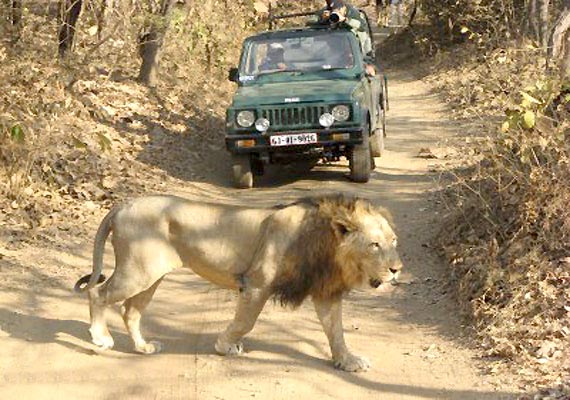 Gir National Park Tour Package
