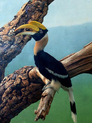 Kaziranga National Park Tour (04 Days/03 Nights)