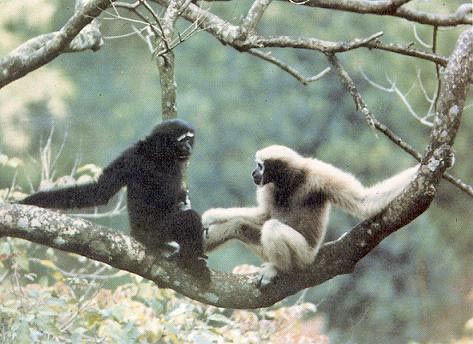 Kaziranga National Park Tour (04 Days/03 Nights)