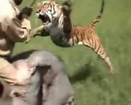 Kaziranga National Park Tour (04 Days/03 Nights)