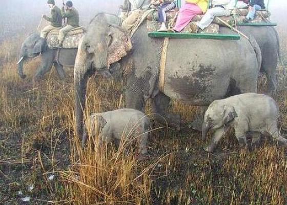 Kaziranga National Park Tour (04 Days/03 Nights)