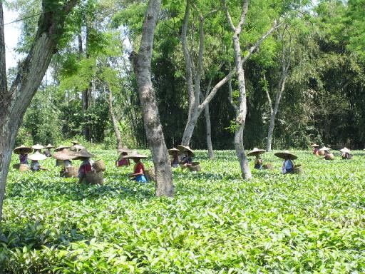 Kaziranga National Park Tour (04 Days/03 Nights)