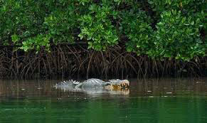 Budget Andaman Look Package