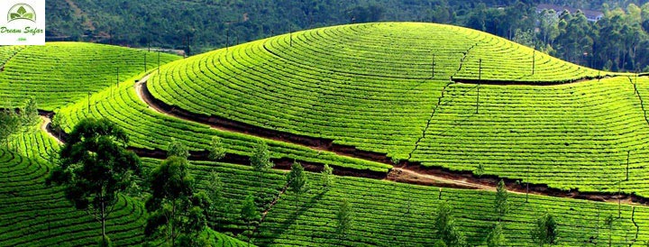 Beauty Of Kerala Tour With Cochin Munnar, Thekady Alleppey Houseboat Kovlam
