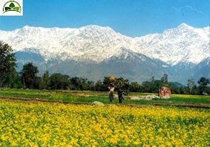 Shimla - Manali - Dharamshala - Khajjiar - Dalhousie Tour (Glimpses Of Himachal)