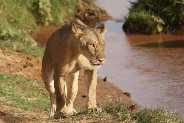 8 Days/7 Nights - Aberdares, Samburu, Sweet Water, Nakuru, Masai Mara Tour