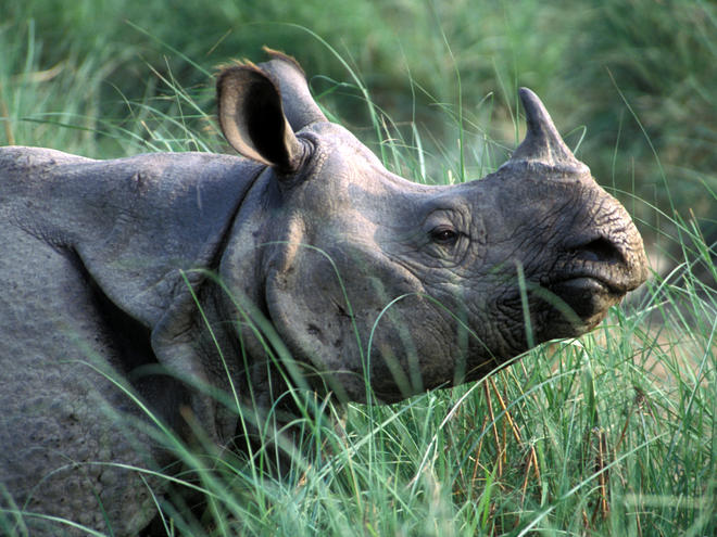 Tour To Land Of One Horned Rhino Package