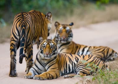 Bandhavgarh Wildlife Tour Package