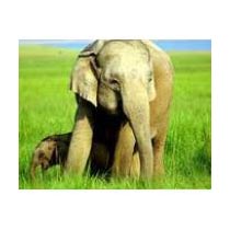 Eastern Himalayan Tour