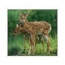 Eastern Himalayan Tour