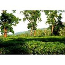 North East Experience - Assam And Meghalaya Tour