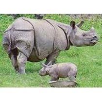 North East Experience - Assam and Meghalaya Tour