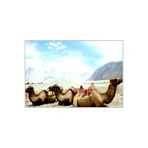 Leh Holiday Package - 2014