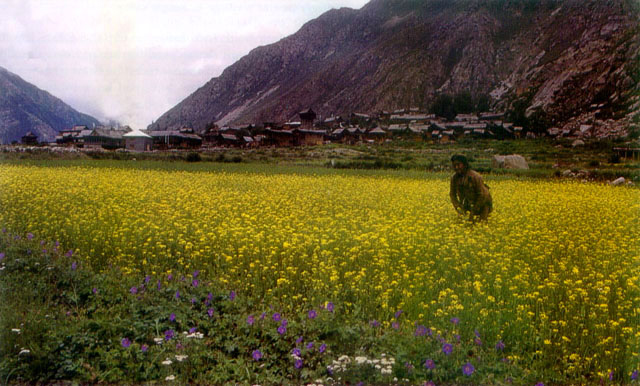 Kinner Kailash Package