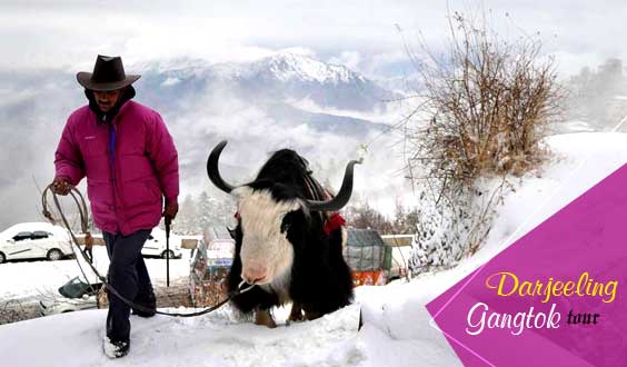 Darjeeling Gangtok Package Tour for 4n 5d Starting Rs 12850 per Head