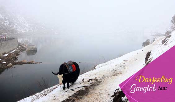 Darjeeling Gangtok Package Tour for 4n 5d Starting Rs 12850 per Head