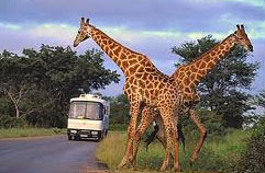 South Africa With Garden Route Package