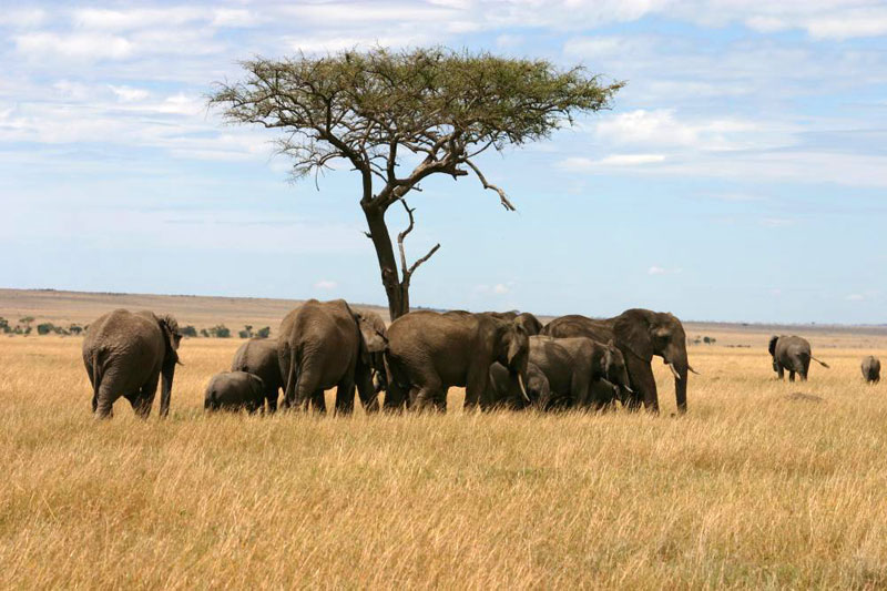 8 Days,7 Nights Nairobi Amboseli,Tsavo East,Tsavo West,Mombasa