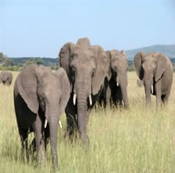 3 Days Amboseli National Park