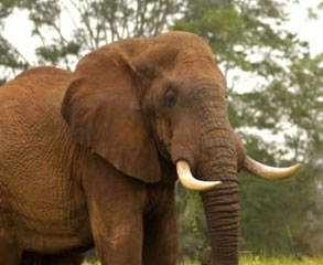 4 Days, 3 Night Tsavo West, Tsavo East, Amboseli