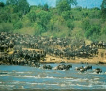 6 Days / 5 Nights Nairobi - Mara - Naivasha - Nakuru Safari
