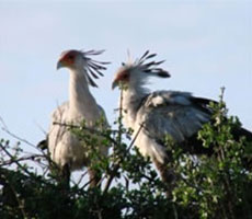 6 Days / 5 Nights Nairobi - Mara - Naivasha - Nakuru Safari