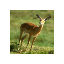 6 Days, 5 Nights Mount Kenya - Aberdares - Samburu - Shaba - Lake Elementaita