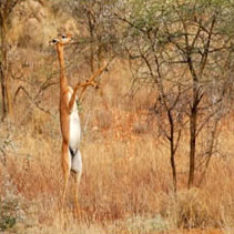 6 Days, 5 Nights Mount Kenya - Aberdares - Samburu - Shaba - Lake Elementaita