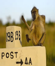 6 Days, 5 Nights Mount Kenya - Aberdares - Samburu - Shaba - Lake Elementaita