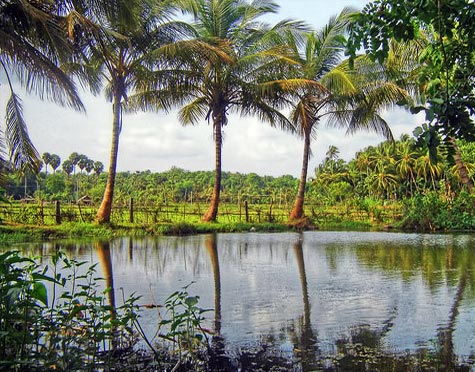 Kerala Waterfall & Backwaters From Apparent Tour