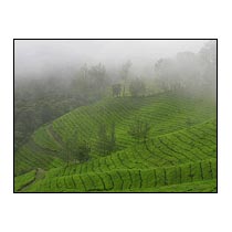 Kerala Hill Station Tour