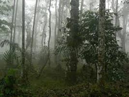 Kerala Wayanad Tour