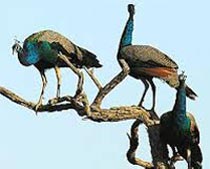 Wildlife Sanctuaries in Rajasthan Tour