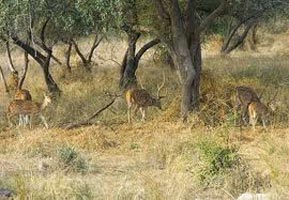 Wildlife Sanctuaries in Rajasthan Tour