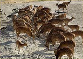 Wildlife Sanctuaries in Rajasthan Tour