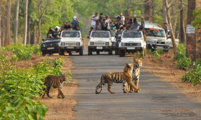 Land Of Tiger - Pench Tadoba
