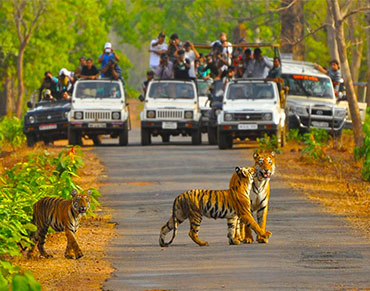 The Land Of Tiger Pench And Tadoba