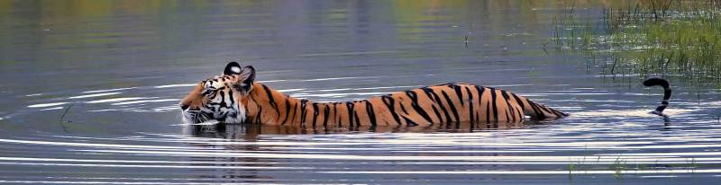Madhya Pradesh With Kanha - Bandhavgarh - Jabalpur Tour Image