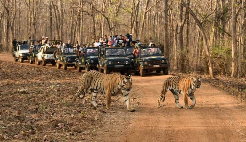 Pench And Tadoba Tour Image
